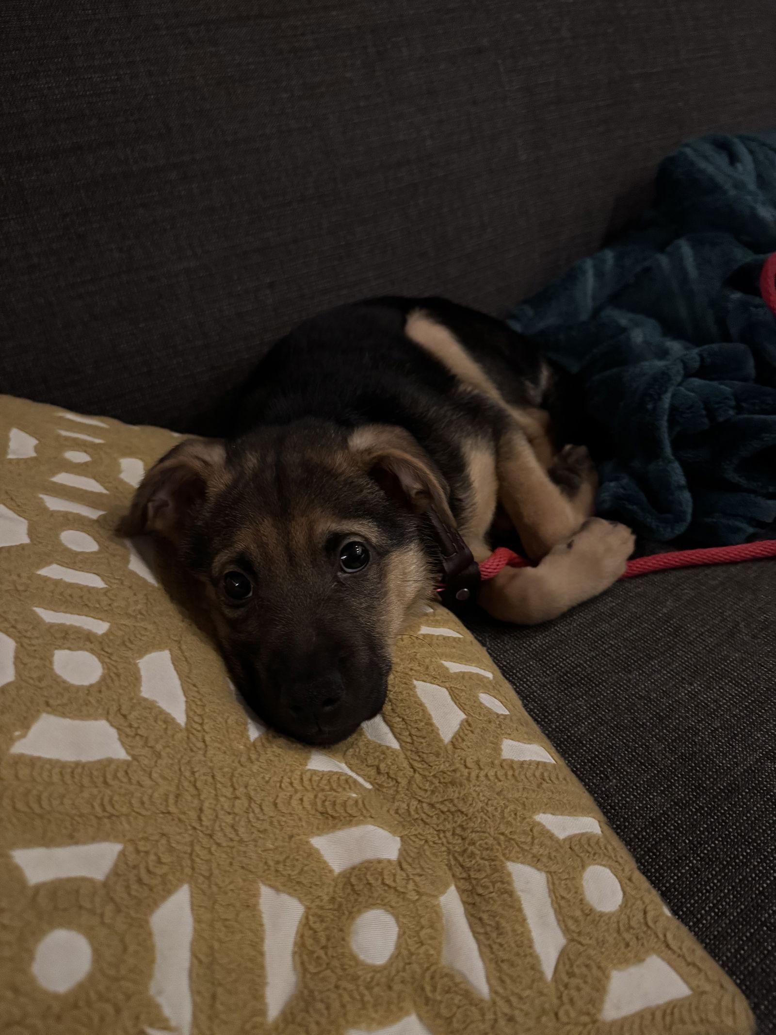 Enlarge Buddy, a Adopted mixed breed in Bothell, WA image 2/3