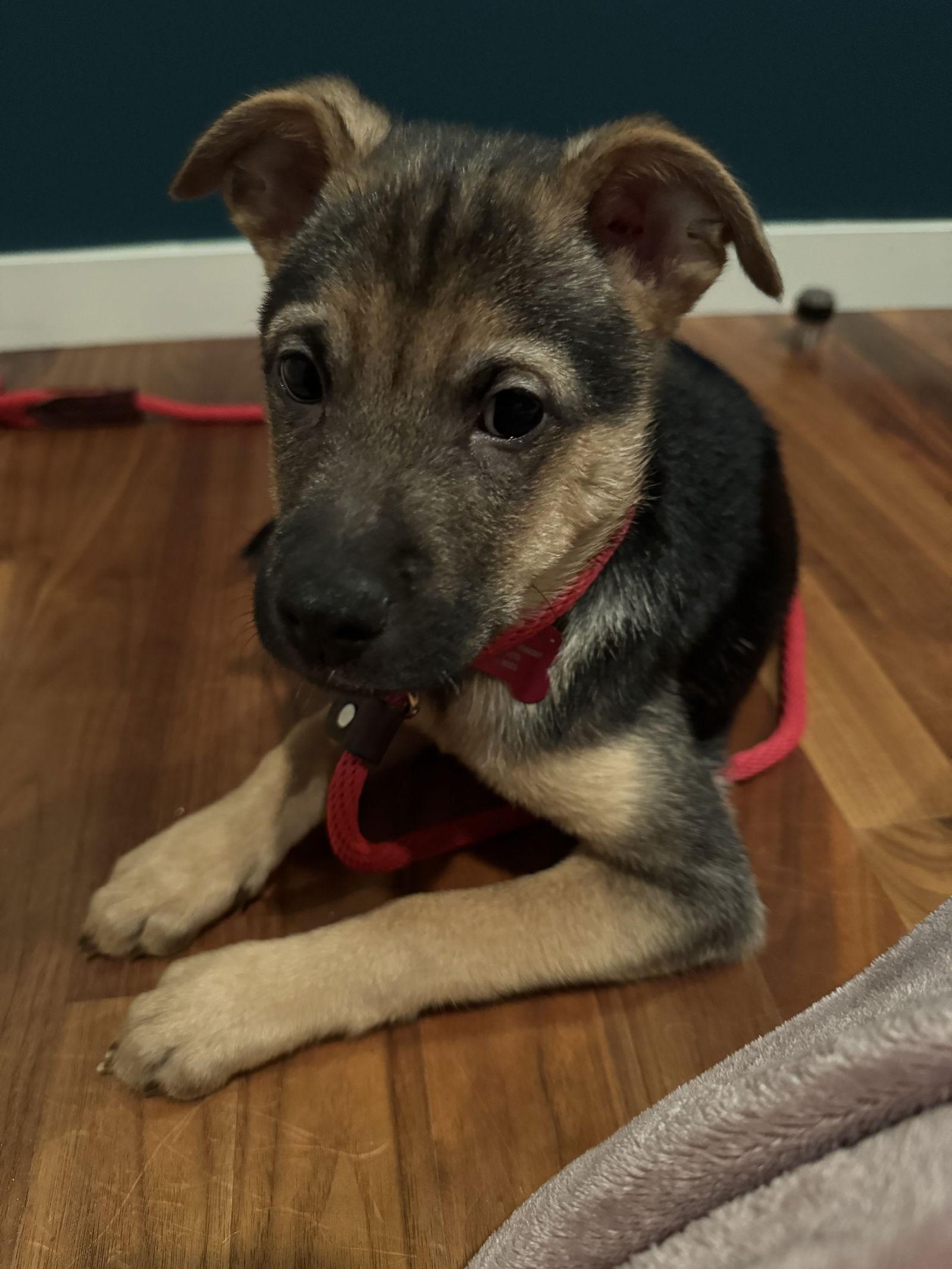 Enlarge Buddy, a Adopted mixed breed in Bothell, WA image 3/3