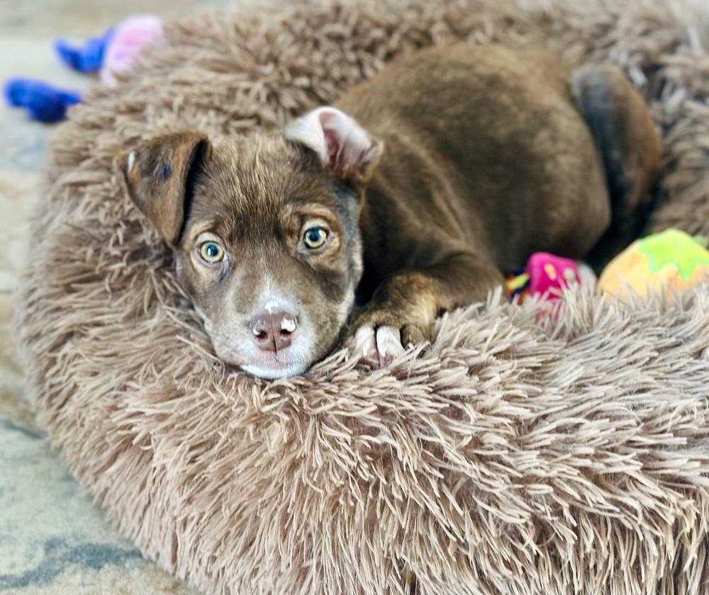 Enlarge Percy, a Adoptable mixed breed in Greenlawn, NY image 1/6