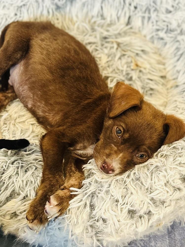 Enlarge Percy, a Adoptable mixed breed in Greenlawn, NY image 2/6