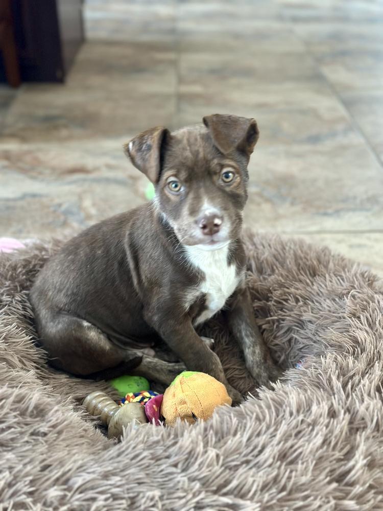 Enlarge Percy, a Adoptable mixed breed in Greenlawn, NY image 4/6