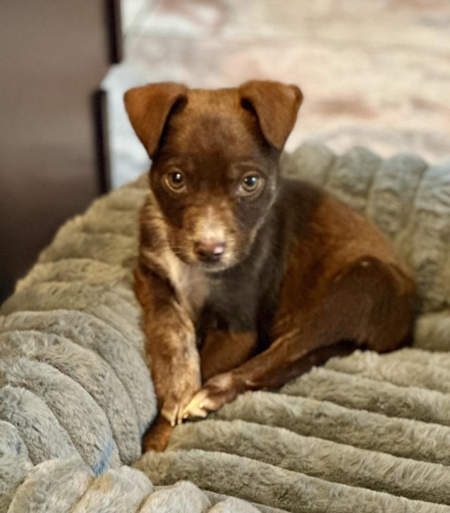 Enlarge Percy, a Adoptable mixed breed in Greenlawn, NY image 6/6