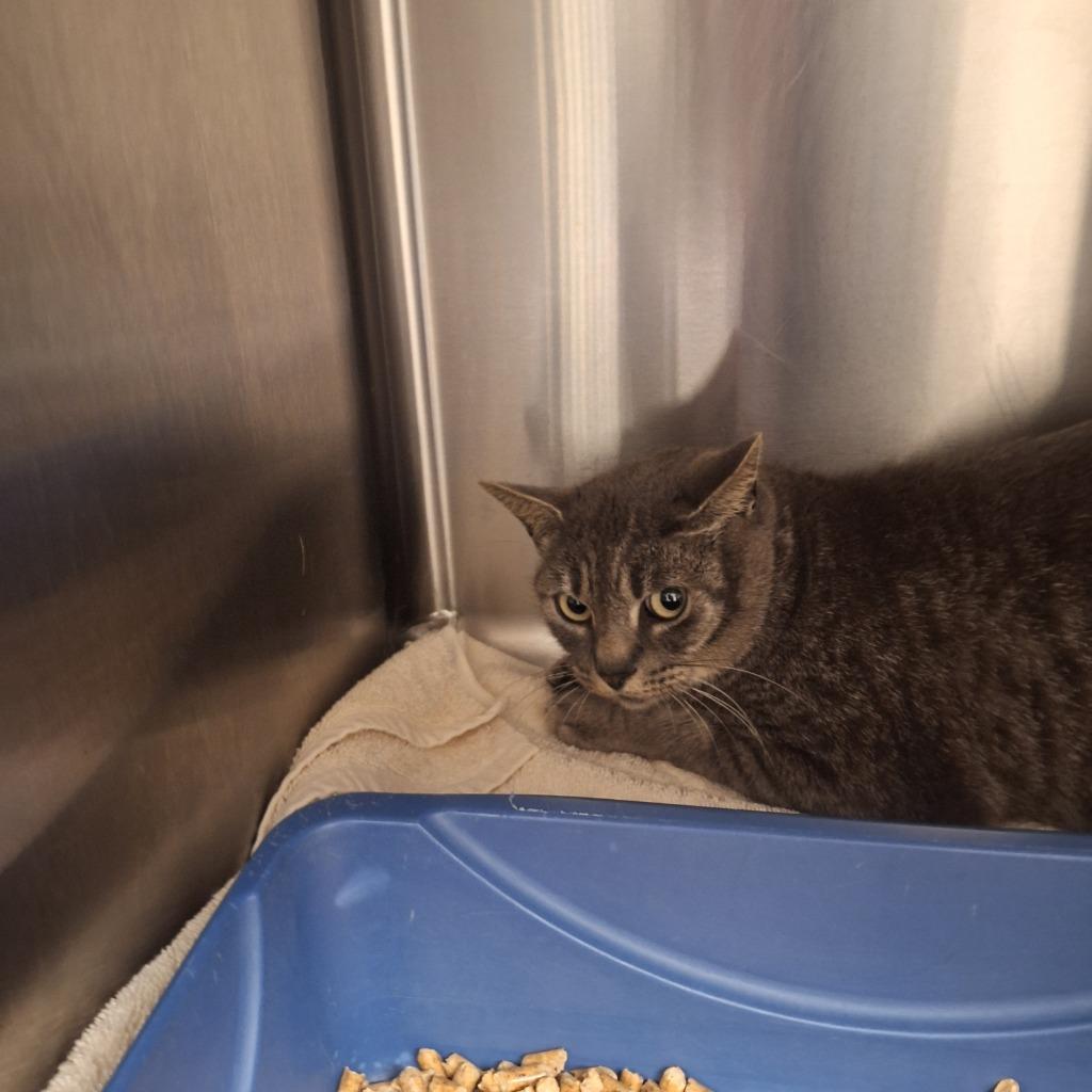 Milly, Adoptable, Young Female Domestic Short Hair.