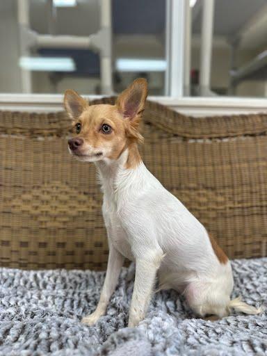 Judge, Adoptable, Young Male Chihuahua.