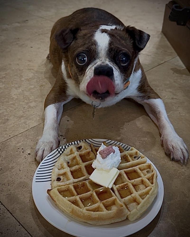 Frankie Hewey - 4259 Florida, Adoptable, Senior Male Boston Terrier.