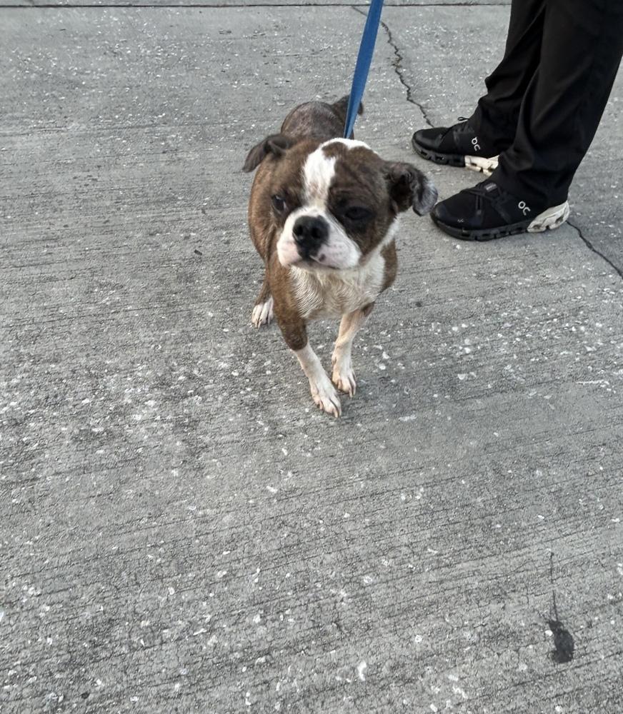 Frankie Hewey - 4259 Florida, Adoptable, Senior Male Boston Terrier.