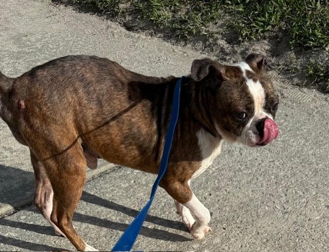 Enlarge Frankie Hewey - 4259 Florida, a Adoptable Boston Terrier in Maryville, TN image 3/5