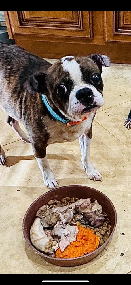 Enlarge Frankie Hewey - 4259 Florida, a Adoptable Boston Terrier in Maryville, TN image 5/5