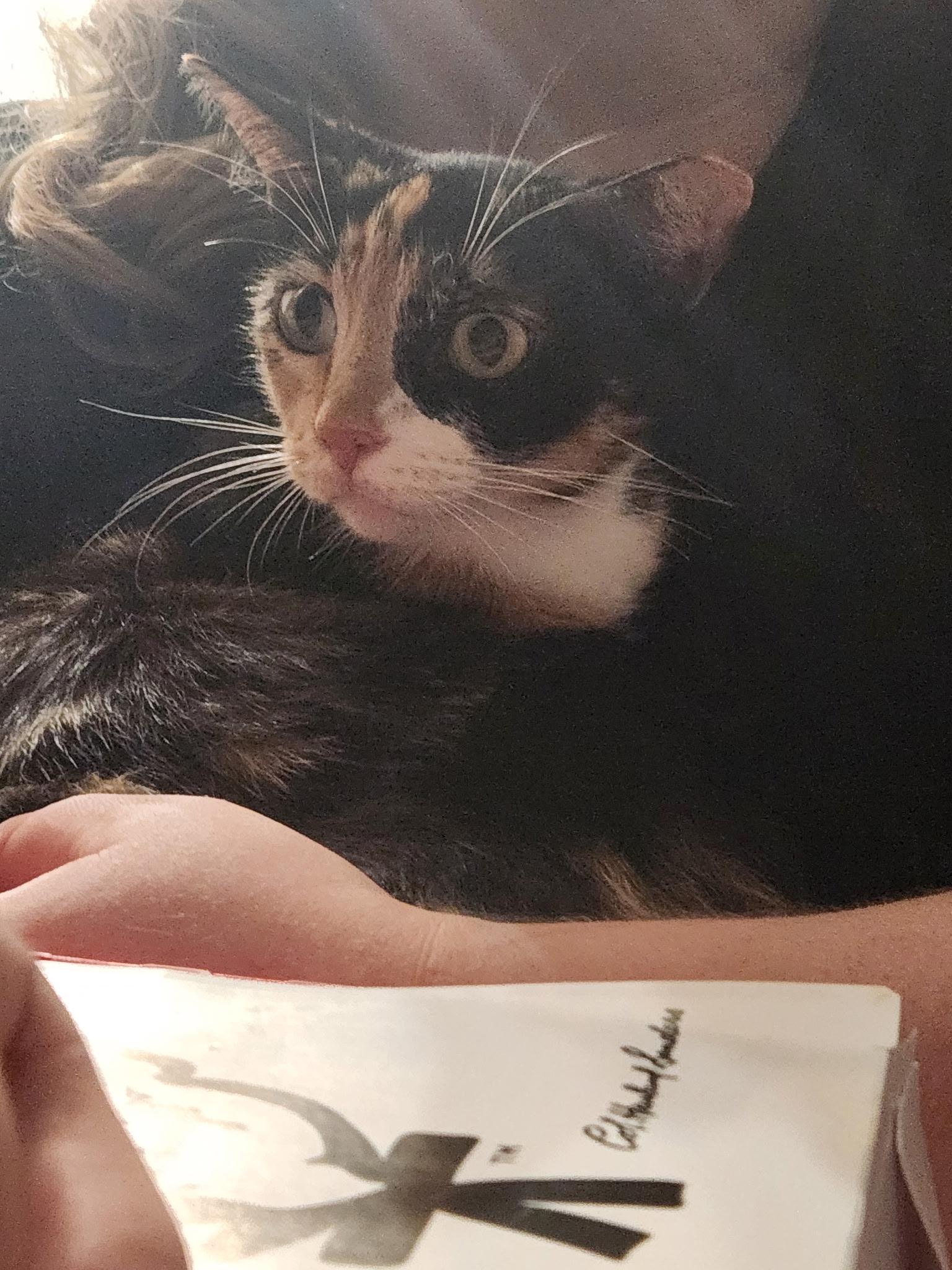 Cathey, a ADOPTABLE Domestic Short Hair in Mount Pleasant, TX image 2/2