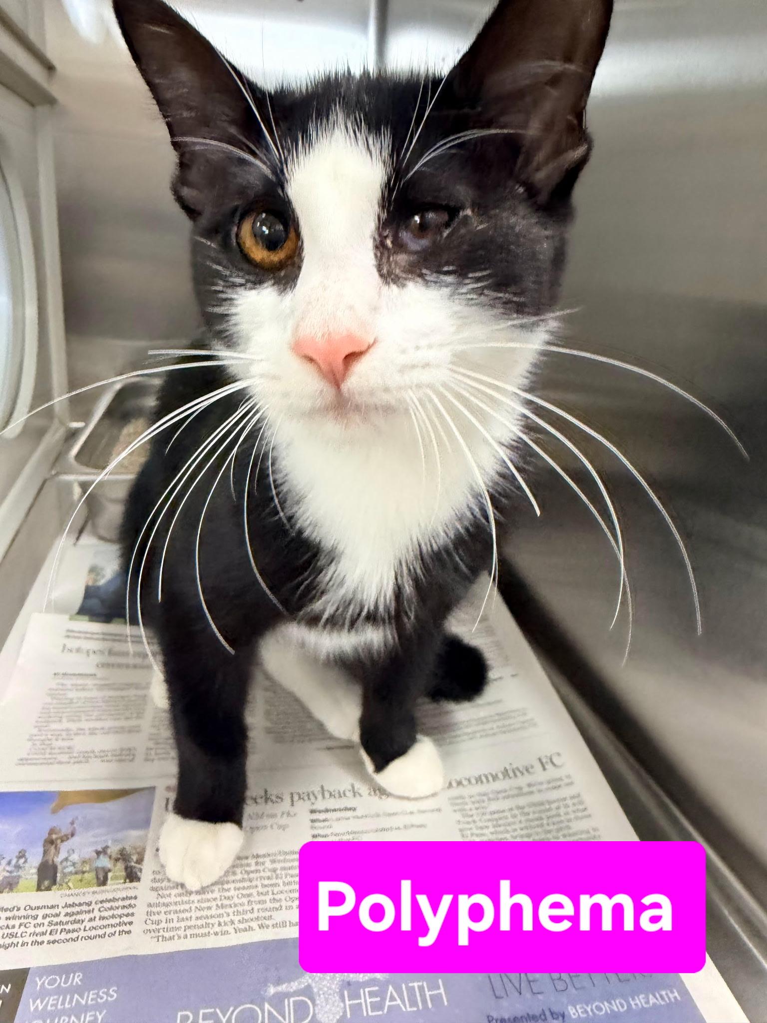 Enlarge Polyphema, a ADOPTABLE mixed breed in Albuquerque, NM image 5/5
