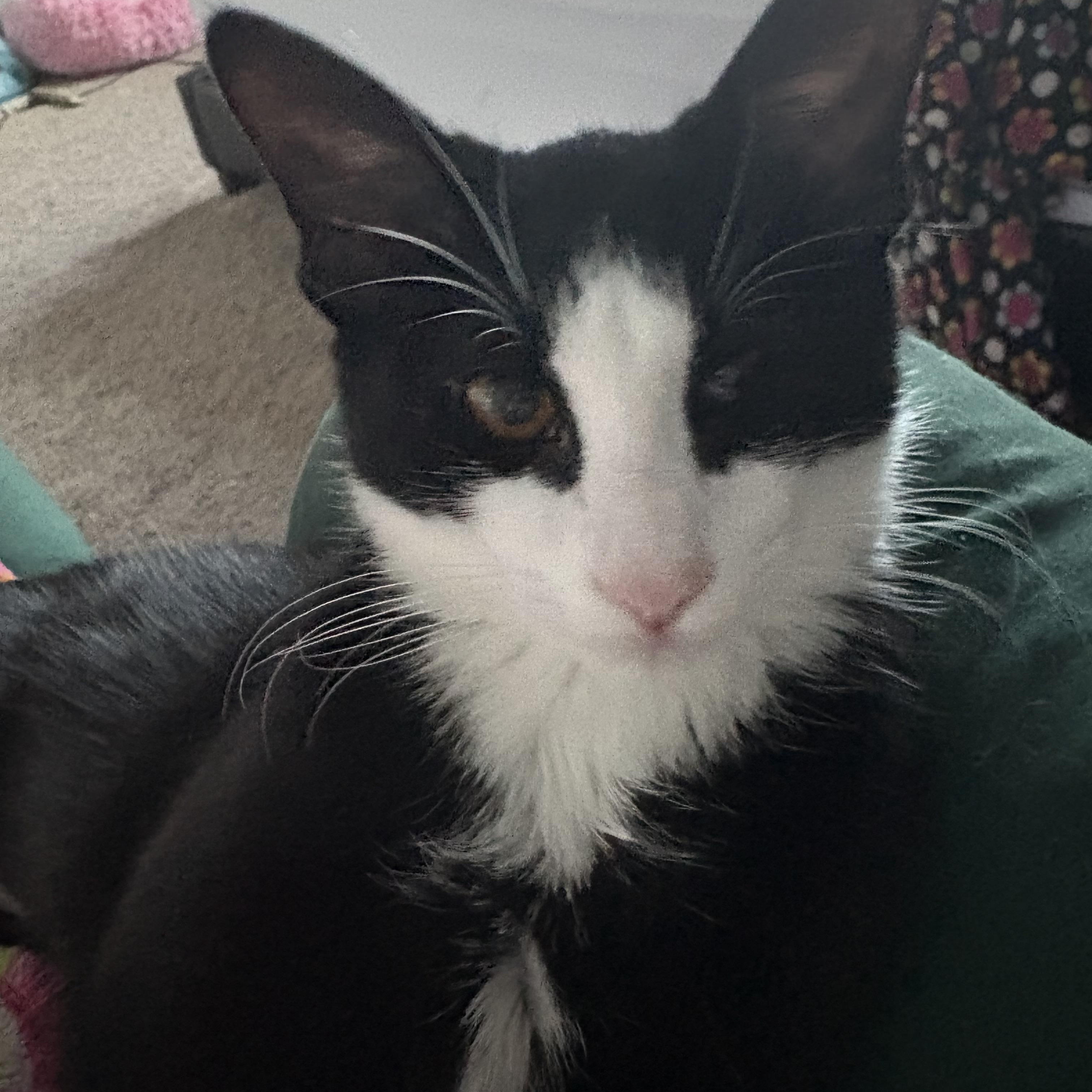 Enlarge Polyphema, a ADOPTABLE mixed breed in Albuquerque, NM image 2/5