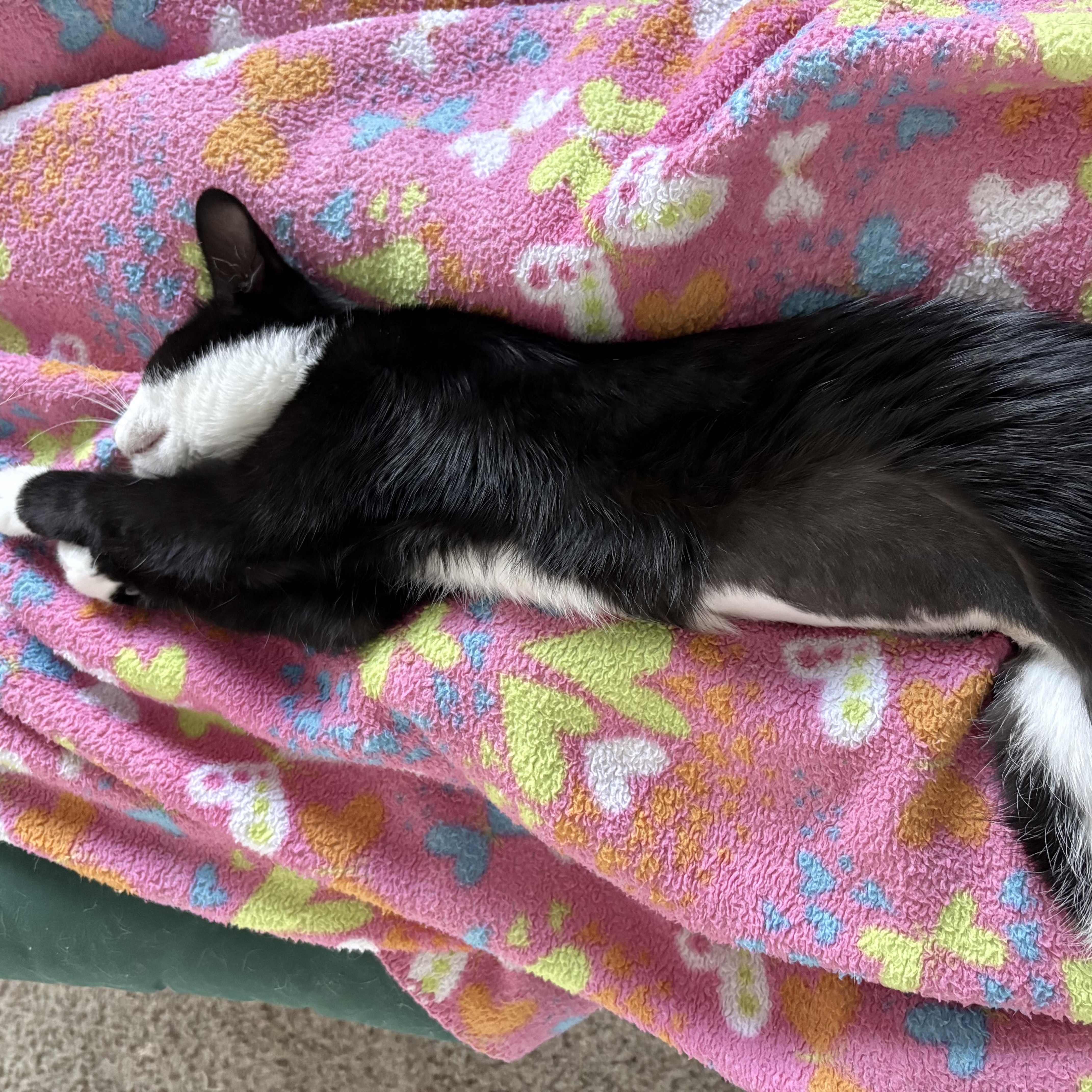 Enlarge Polyphema, a ADOPTABLE mixed breed in Albuquerque, NM image 4/5
