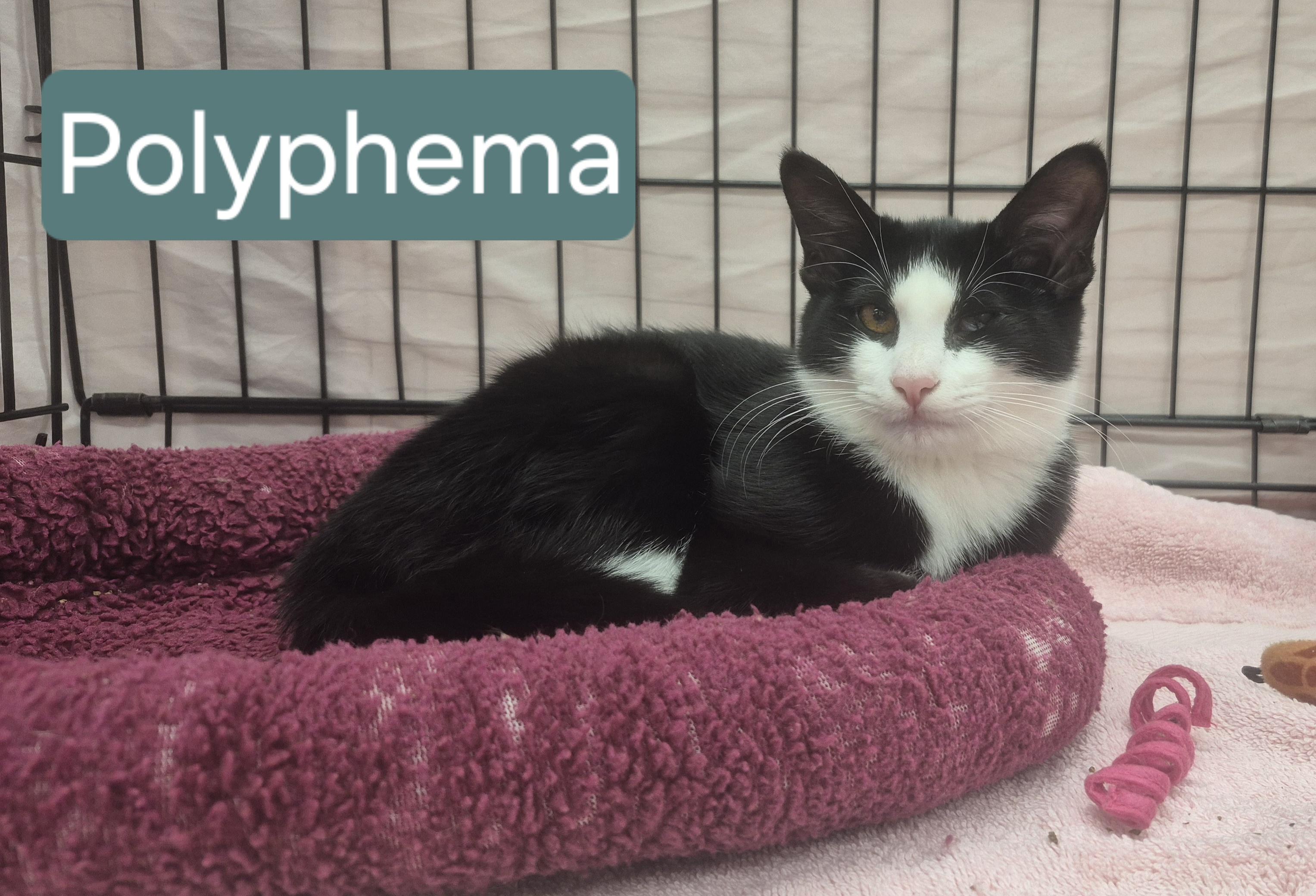 Polyphema, ADOPTABLE, Young Female Domestic Short Hair.