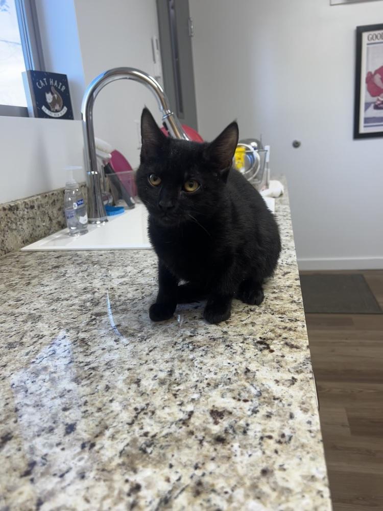 Enlarge Daria, a Adoptable mixed breed in Salmon, ID image 1/4