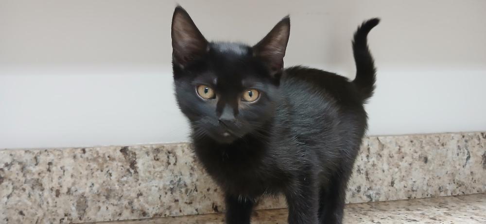 Enlarge Daria, a Adoptable mixed breed in Salmon, ID image 2/4