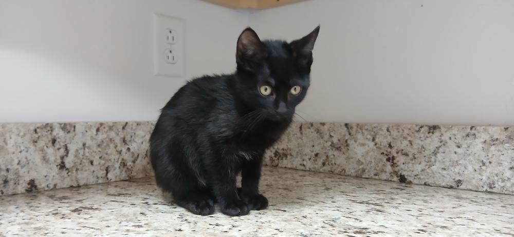 Enlarge Daria, a Adoptable mixed breed in Salmon, ID image 3/4