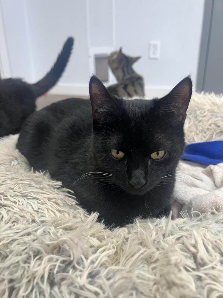 Enlarge Daria, a Adoptable mixed breed in Salmon, ID image 4/4