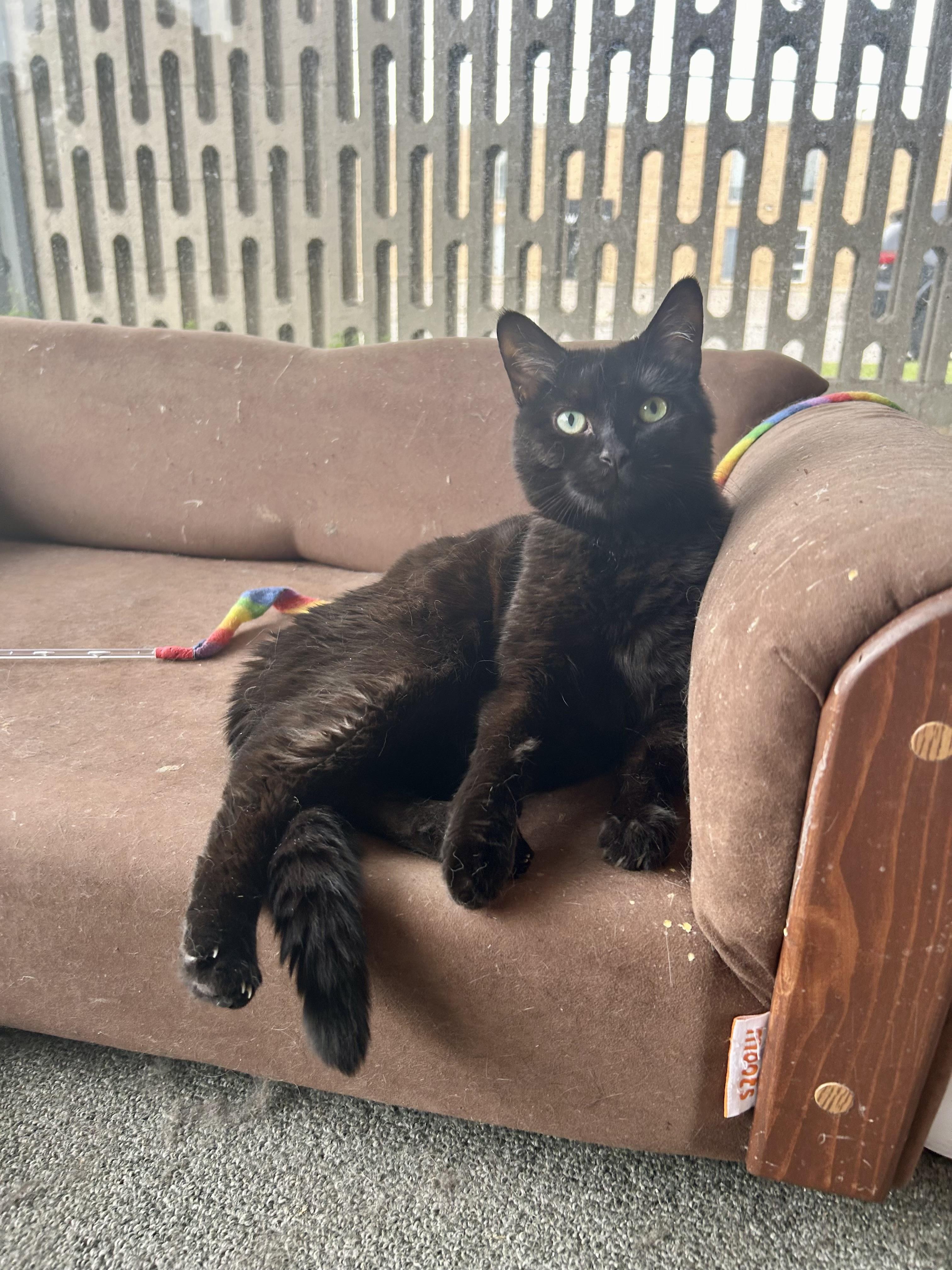 Ariel the Social Butterfly, an adoptable Domestic Short Hair, Bombay in Oak Park, MI, 48237 | Photo Image 1
