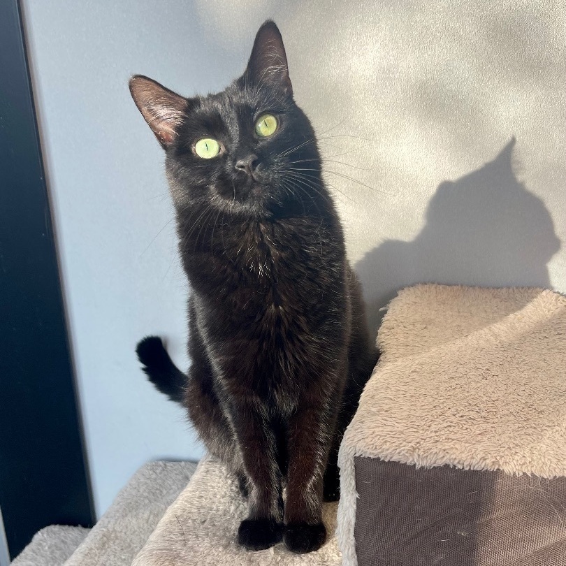 Ariel the Social Butterfly, an adoptable Domestic Short Hair, Bombay in Oak Park, MI, 48237 | Photo Image 2