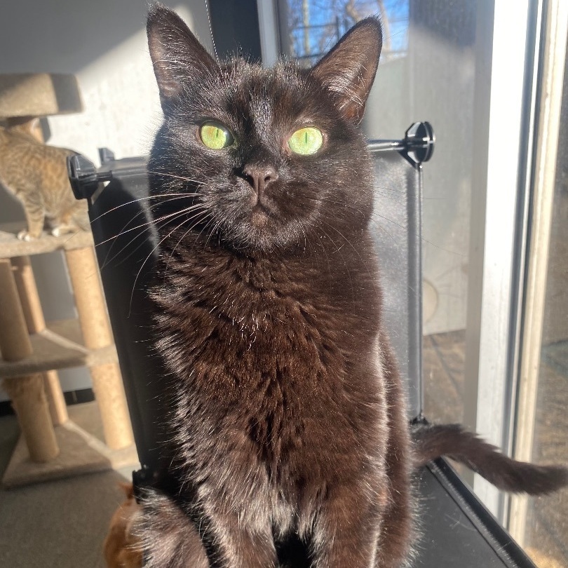 Ariel the Social Butterfly, an adoptable Domestic Short Hair, Bombay in Oak Park, MI, 48237 | Photo Image 4