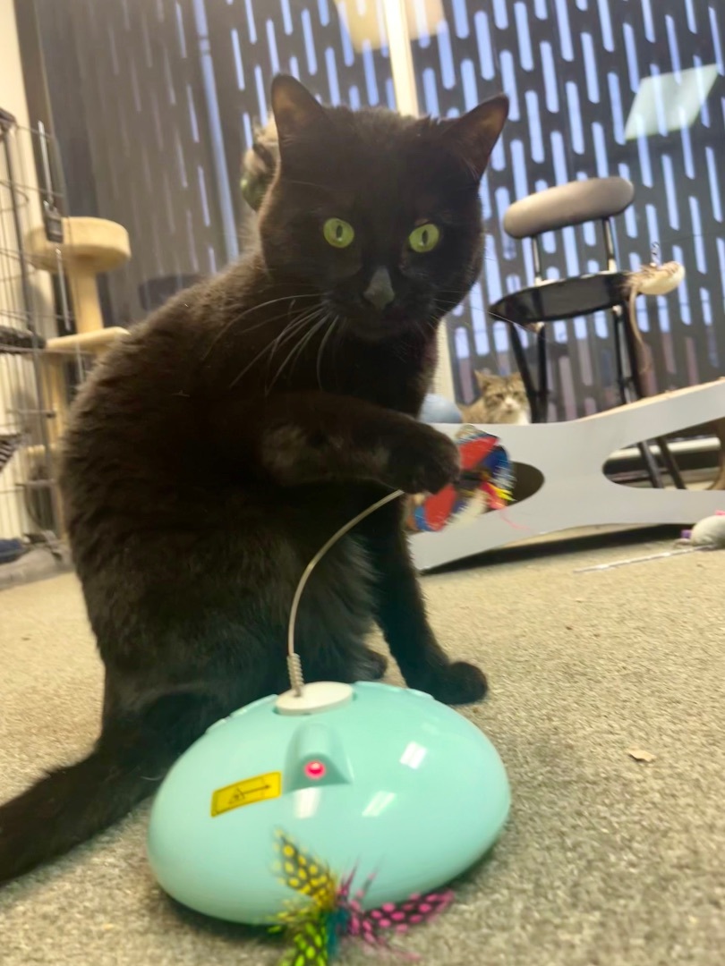 Ariel the Social Butterfly, an adoptable Domestic Short Hair, Bombay in Oak Park, MI, 48237 | Photo Image 5