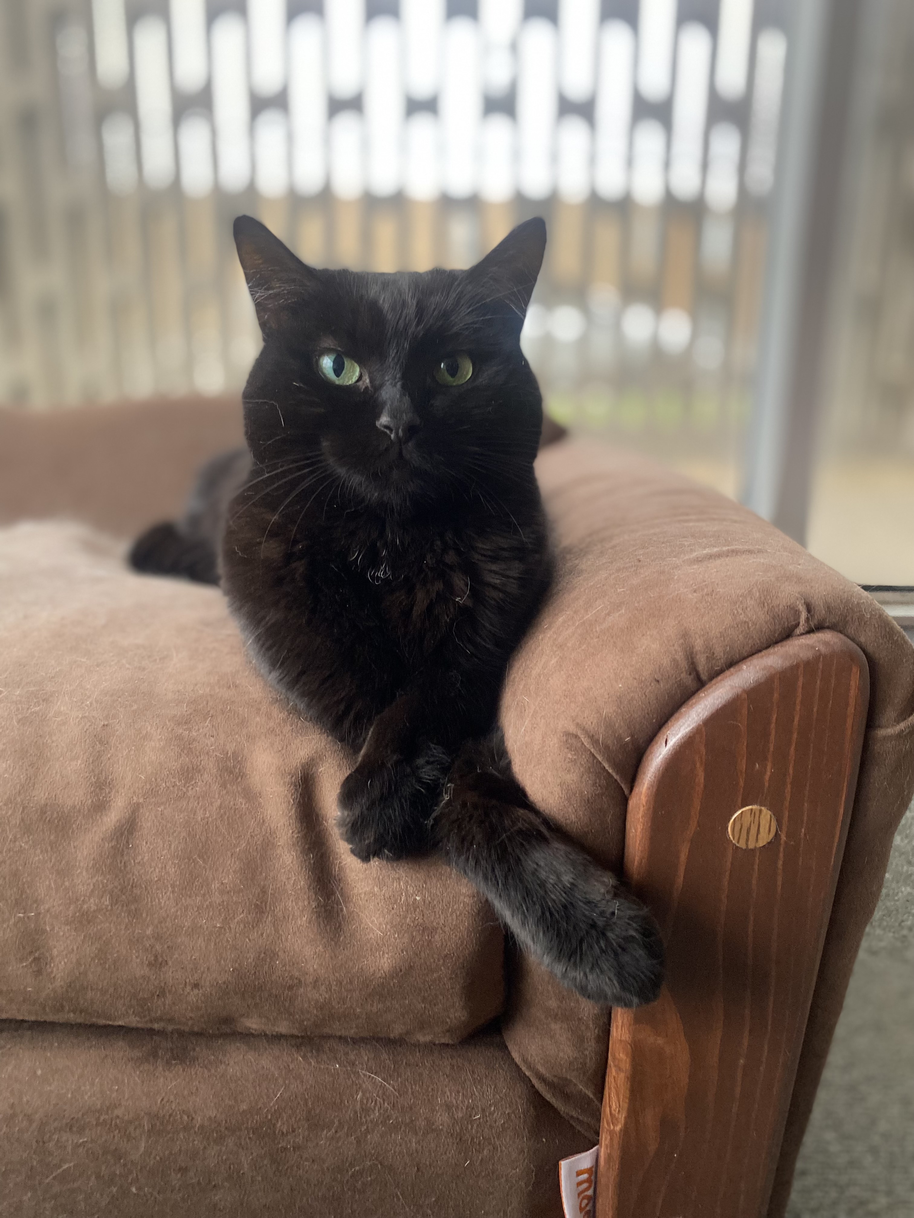 Ariel the Social Butterfly, an adoptable Domestic Short Hair, Bombay in Oak Park, MI, 48237 | Photo Image 3