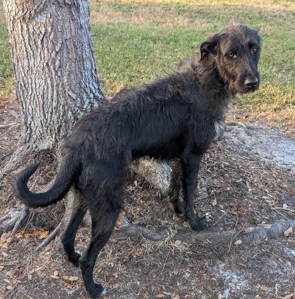 Enlarge Cranberry - 2 Year Old Hugger!, a Adopted mixed breed in Fort Myers, FL image 1/2