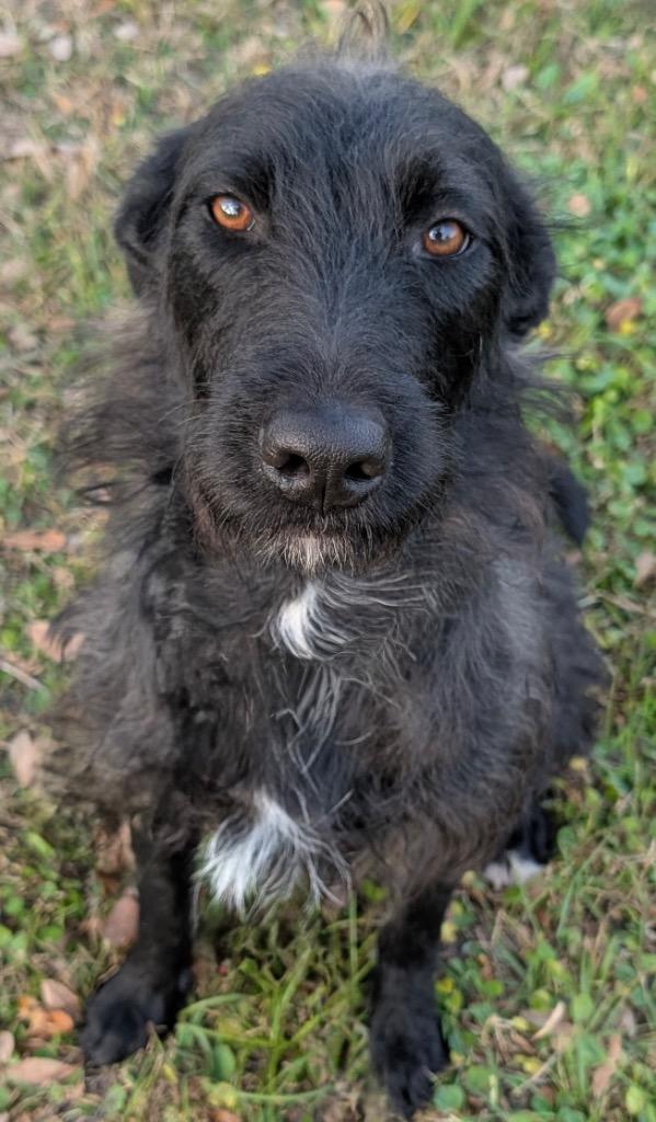 Enlarge Cranberry - 2 Year Old Hugger!, a Adopted mixed breed in Fort Myers, FL image 2/2