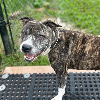 Enlarge Sassy, a Adoptable mixed breed in Dubuque, IA image 2/2