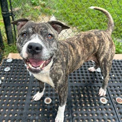 Enlarge Sassy, a Adoptable mixed breed in Dubuque, IA image 1/2