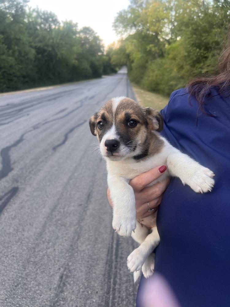 Ethel, Adoptable, Puppy Female Labrador Retriever & Beagle.