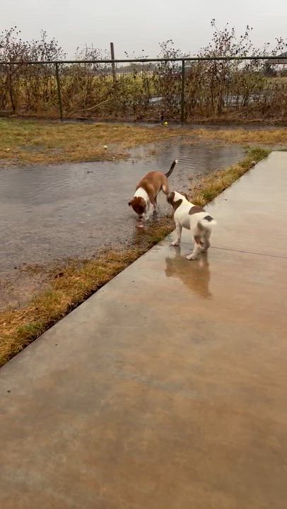 Enlarge Ethel, a Adoptable mixed breed in Sanger, TX video 4/5