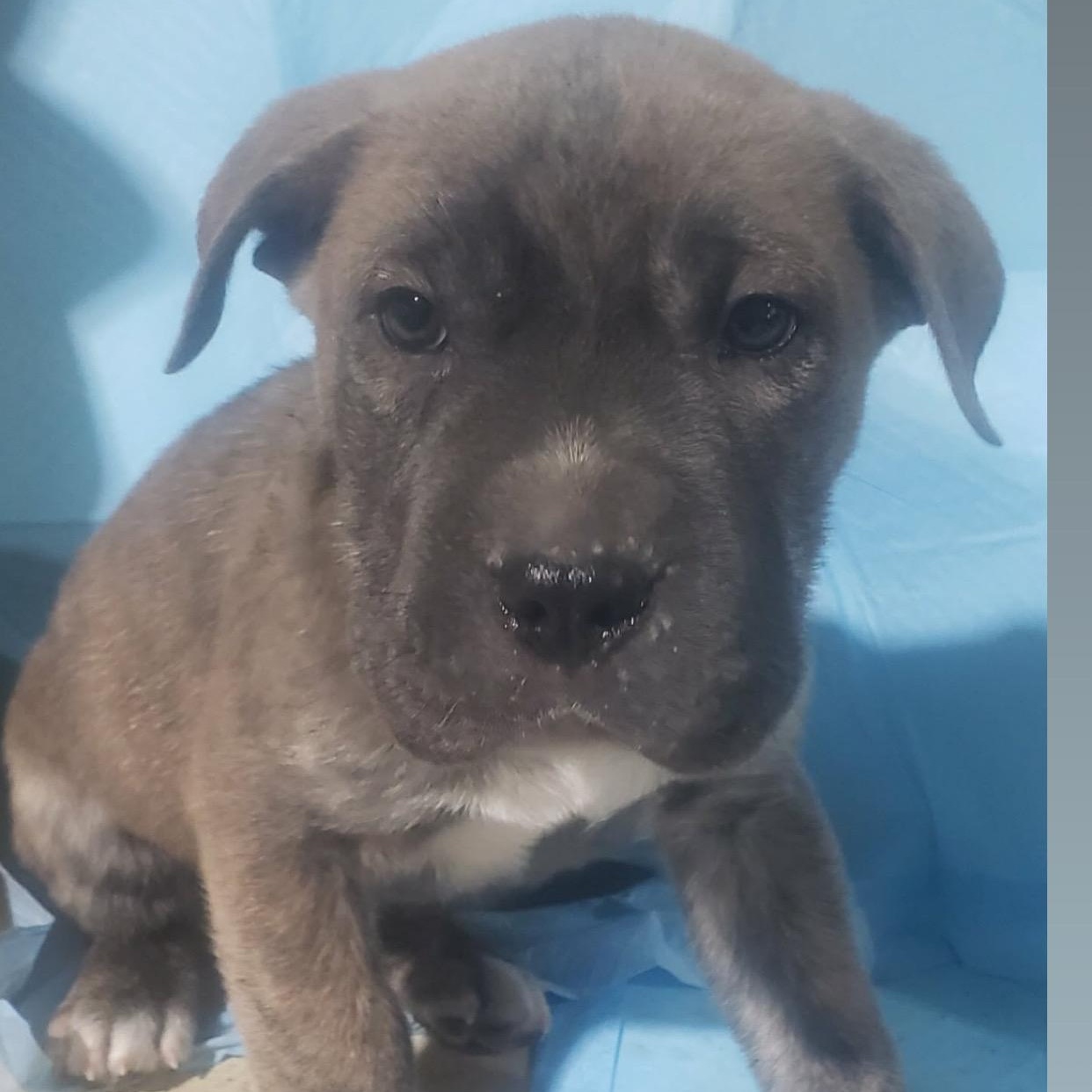 Enlarge Odie, an adopted mixed breed in Barkhamsted, CT image 1/1