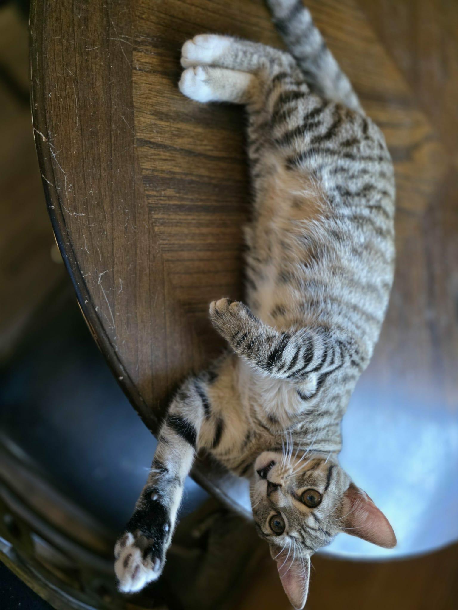 Merci, Adoptable, Young Female Tabby.