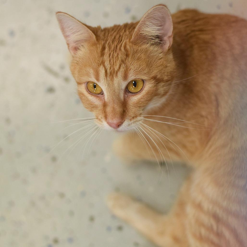 Madame, Adoptable, Young Female Domestic Short Hair.