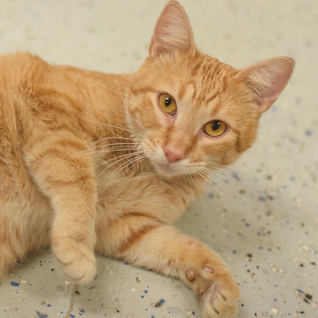 Madame, a Adoptable Domestic Short Hair in Belleville, IL image 4/5