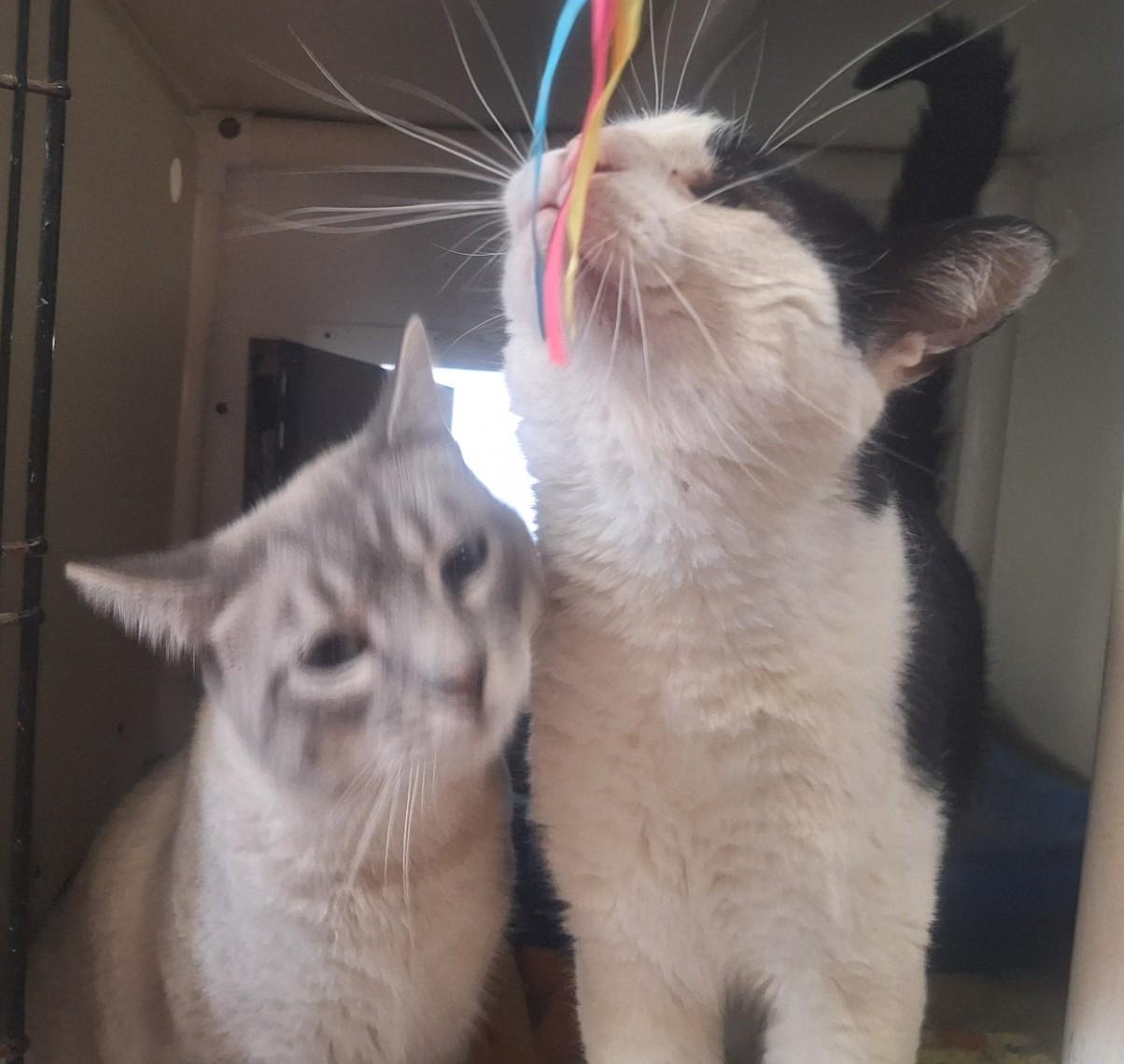 Enlarge Remi and Linguini, a ADOPTABLE Domestic Short Hair in Chappell, NE image 3/5