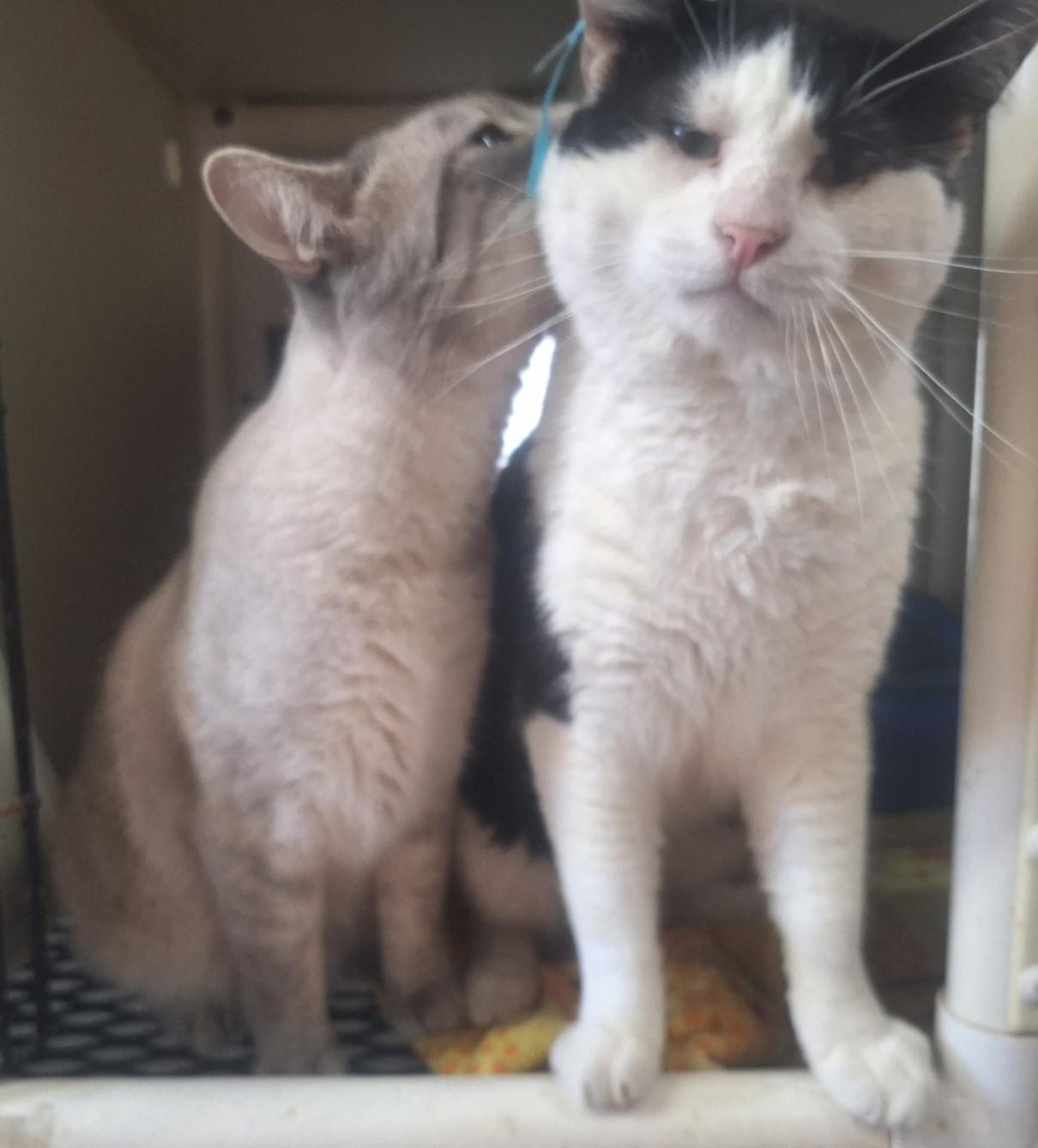 Enlarge Remi and Linguini, a ADOPTABLE Domestic Short Hair in Chappell, NE image 2/5