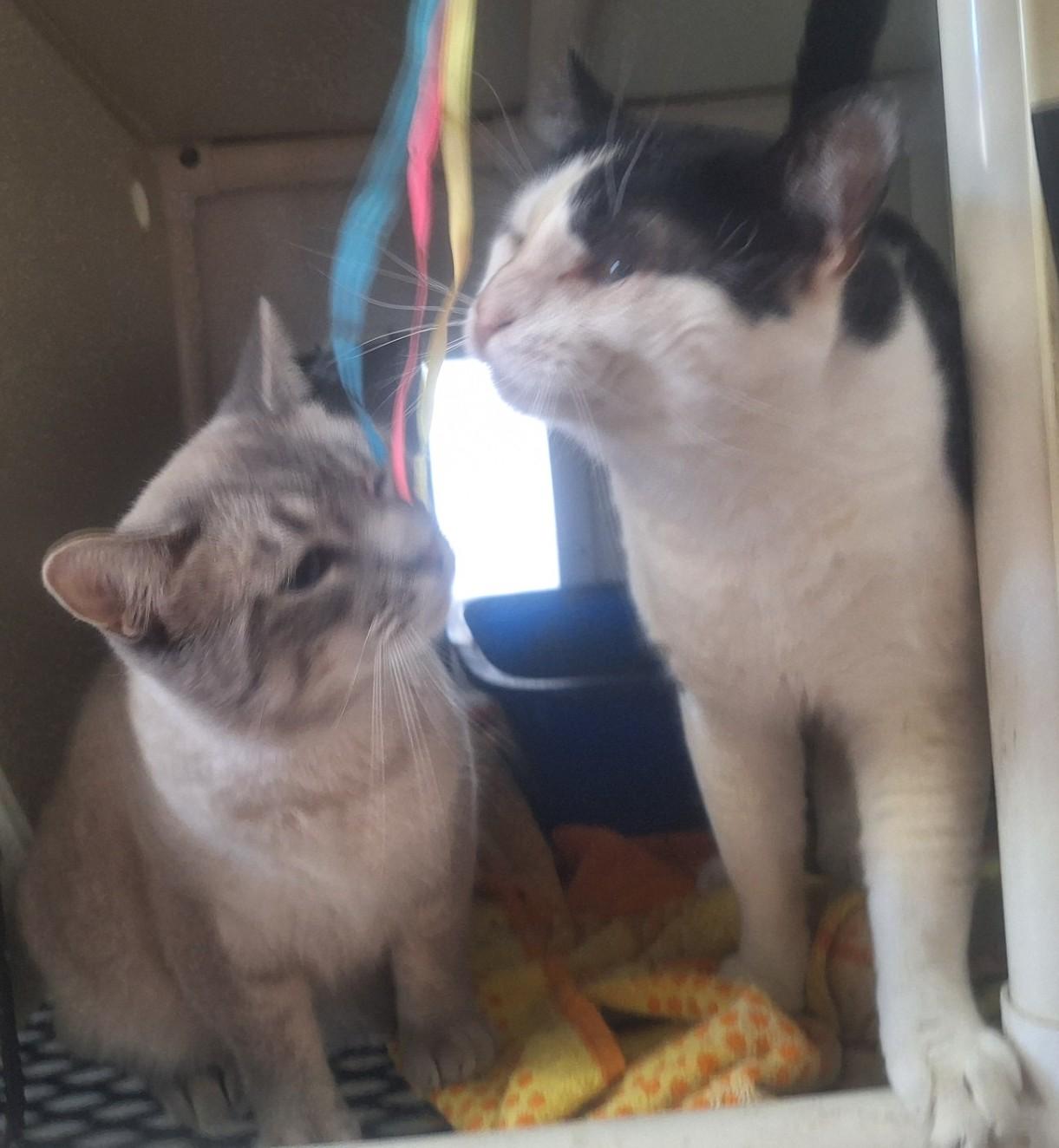Remi and Linguini, ADOPTABLE, Adult Male Domestic Short Hair.