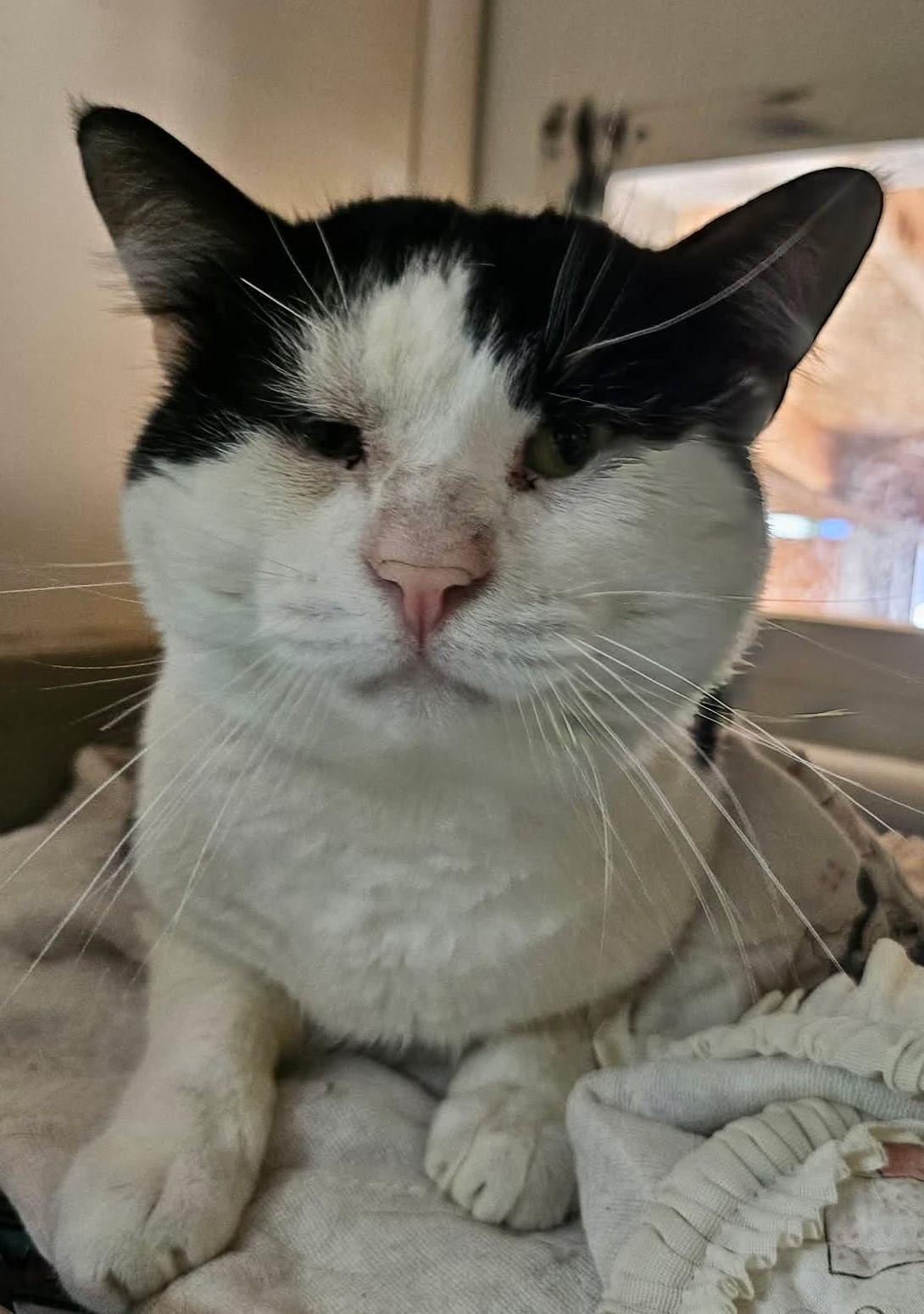 Enlarge Remi and Linguini, a ADOPTABLE Domestic Short Hair in Chappell, NE image 4/5