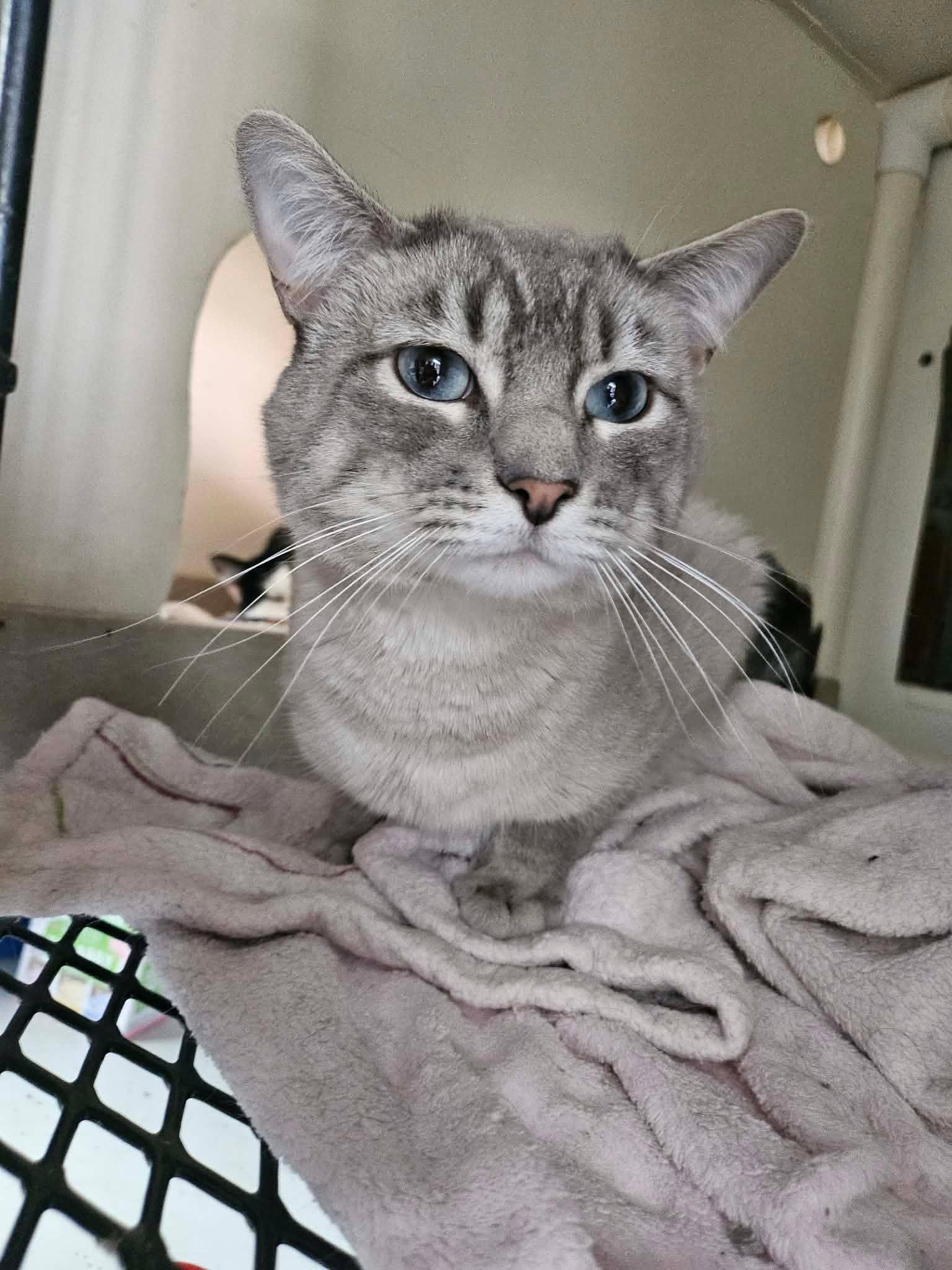 Enlarge Remi and Linguini, a ADOPTABLE Domestic Short Hair in Chappell, NE image 5/5