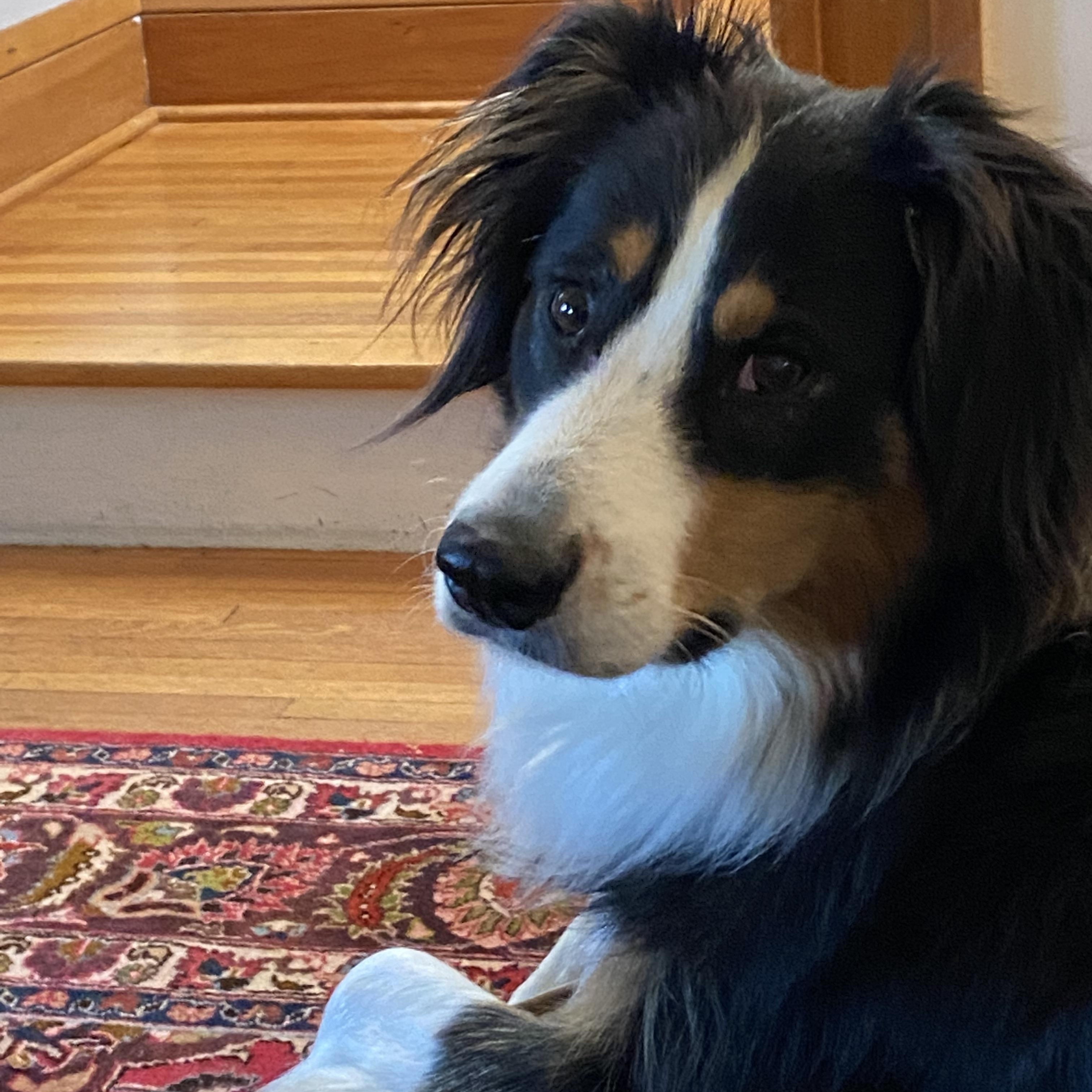 Enlarge Ranger, an adopted Australian Shepherd in Elk River, MN image 1/3