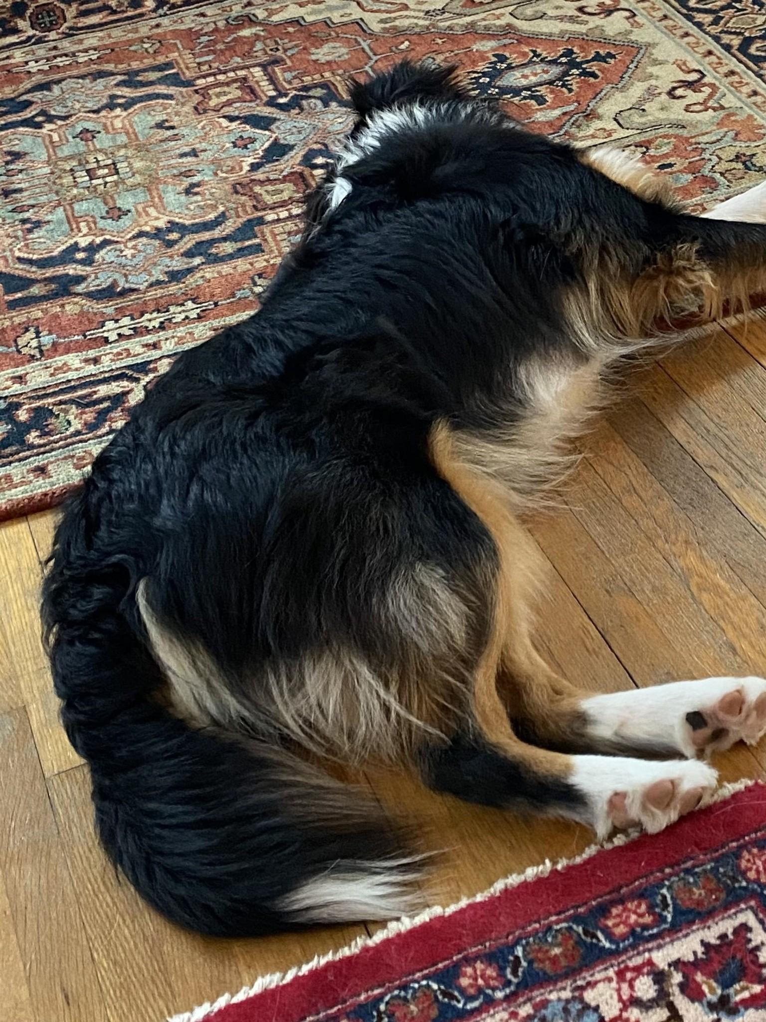 Enlarge Ranger, an adopted Australian Shepherd in Elk River, MN image 3/3