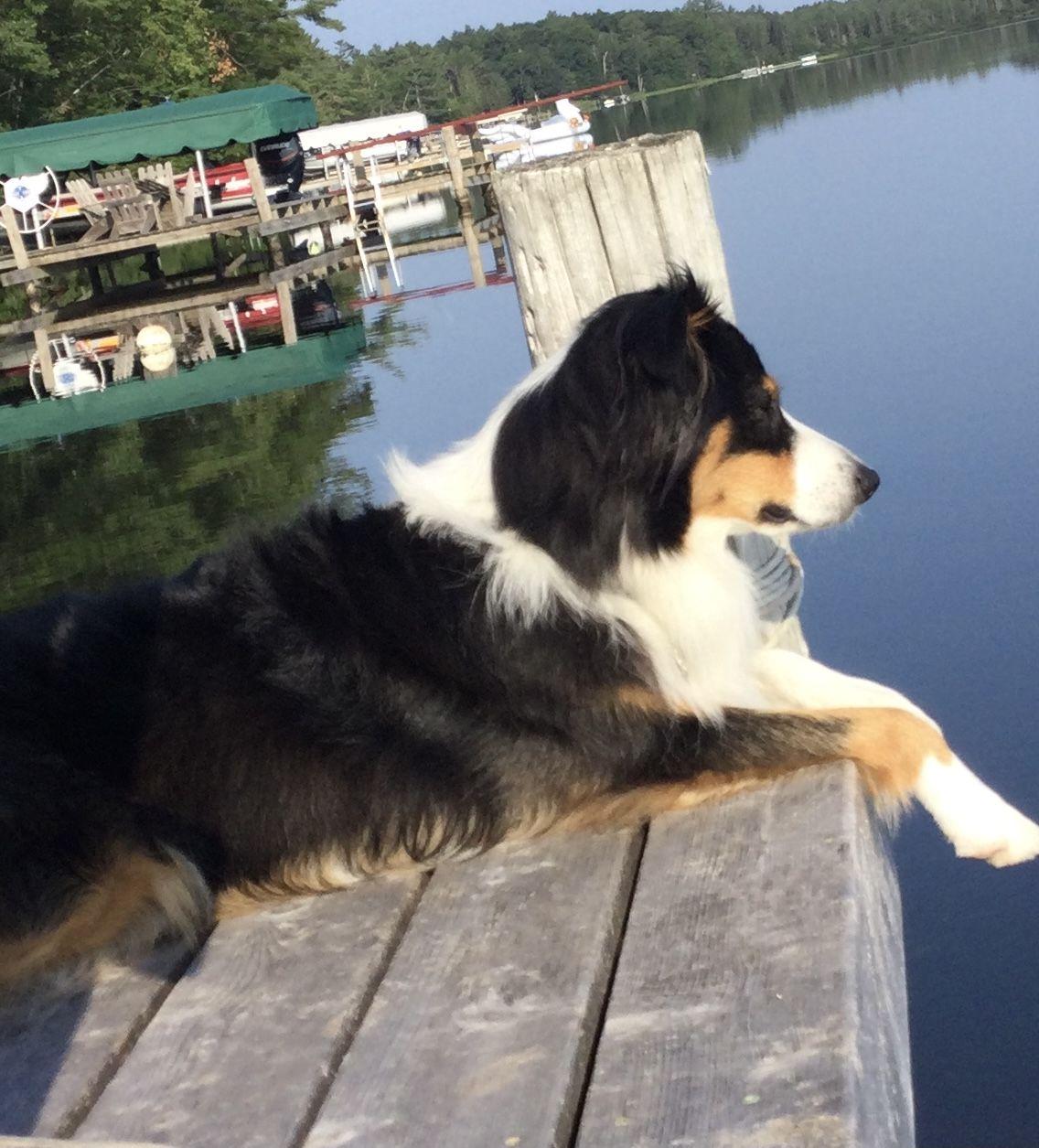 Enlarge Ranger, an adopted Australian Shepherd in Elk River, MN image 2/3