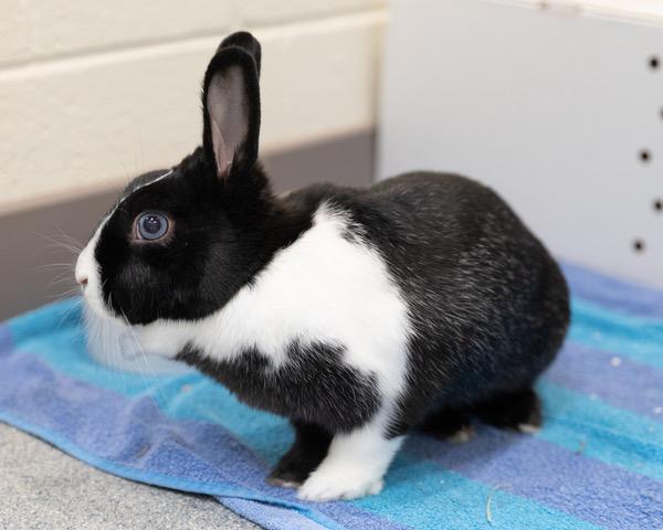 AGATHA, Adoptable, Adult Female Bunny Rabbit.