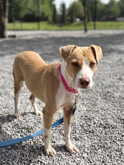 Dotto, Adoptable, Adult Male Mixed Breed & Mixed Breed.