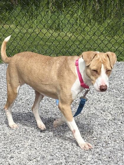 Dotto, a Adoptable mixed breed in Cincinnati, OH image 2/3
