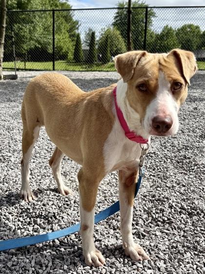 Dotto, a Adoptable mixed breed in Cincinnati, OH image 3/3