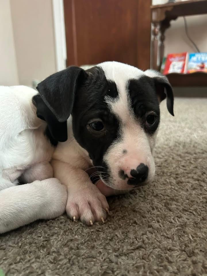 Enlarge Bird , a ADOPTABLE Pit Bull Terrier in Akron, NY image 2/3