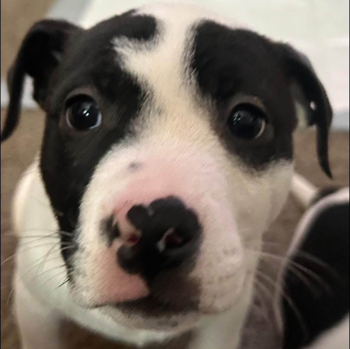 Enlarge Bird , a ADOPTABLE Pit Bull Terrier in Akron, NY image 3/3